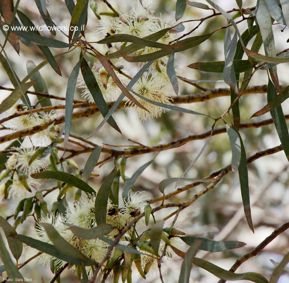 Eucalyptus sargentii